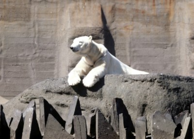 Polar Bear pillow