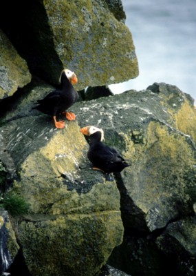 Puffins canvas poster