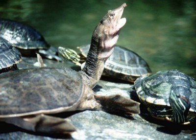 Turtle & Tortoise poster