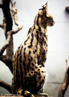 Bobcat Wildcat & Lynx wood print