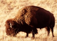 Buffalo & Bison tote bag #PH7719556