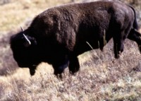 Buffalo & Bison hoodie #247123