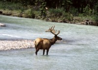 Moose & Elk Tank Top #246943
