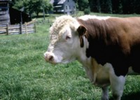 Cow & Bull hoodie #247088