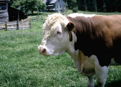 Cow & Bull sweatshirt