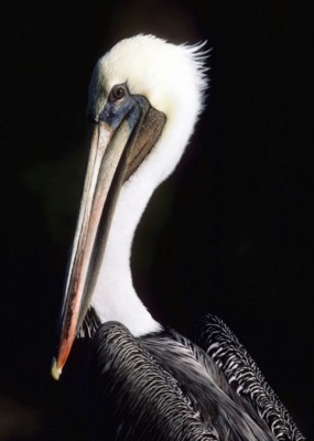 pelican poster with hanger