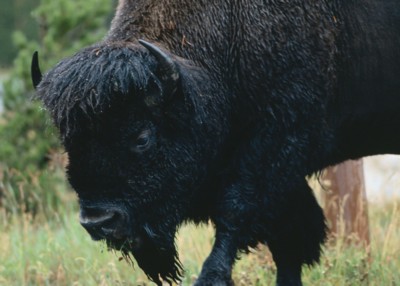 Buffalo & Bison tote bag