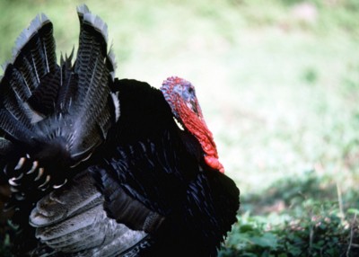 Turkey-cock tote bag
