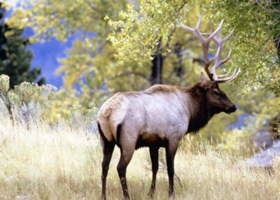 Moose & Elk pillow
