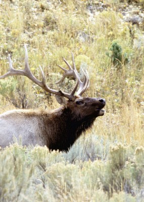 Moose & Elk poster with hanger
