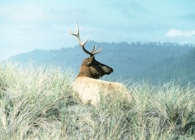 Moose & Elk Poster PH7723486