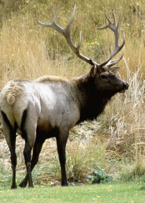 Moose & Elk pillow