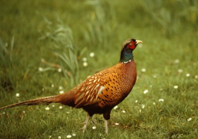 Pheasant poster with hanger