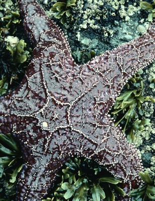 StarFish poster with hanger