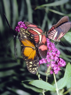 Butterfly & Moth pillow