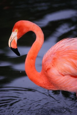 Flamingo tote bag