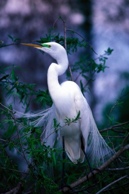 Egret pillow