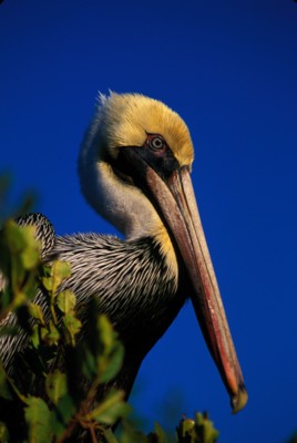 Pelican poster