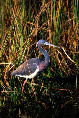 Heron poster with hanger