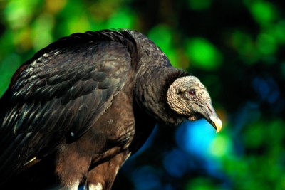 Vulture wood print