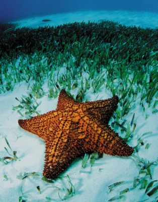 StarFish wood print