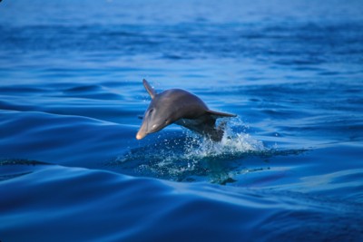 Dolphin Poster PH7767556
