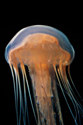 Jellyfish wood print