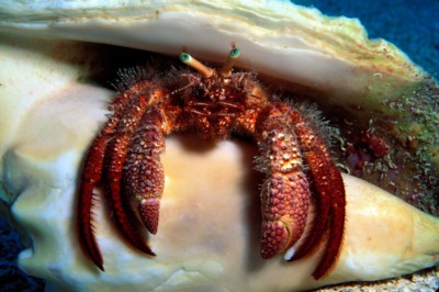 Crab poster