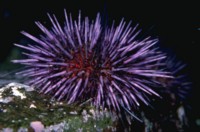 Sea Urchin Mouse Pad PH7776859