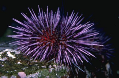 Sea Urchin tote bag