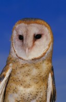 Owl hoodie #247375