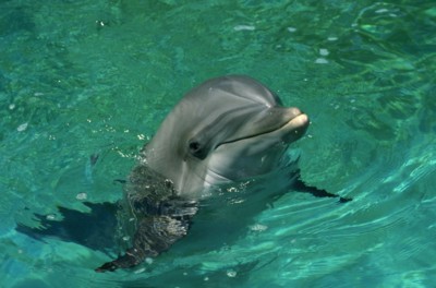 dolphin pillow