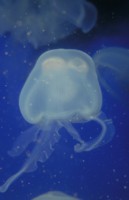 Jellyfish Mouse Pad PH7777400