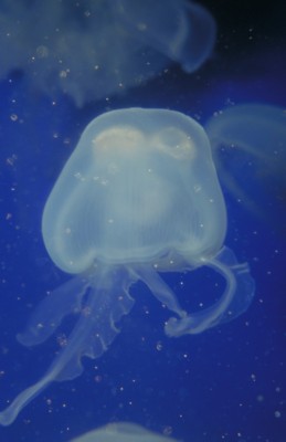 Jellyfish mouse pad