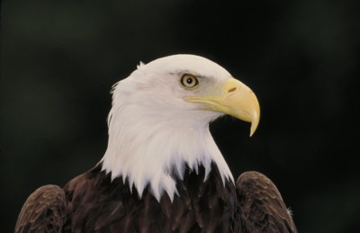 Bald Eagle tote bag