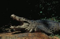 Alligator & Crocodile hoodie #251621