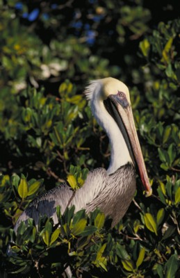 Pelican poster with hanger