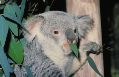 Koala mug