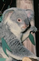 Koala sweatshirt #247420