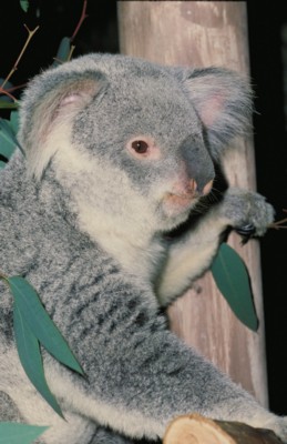 Koala tote bag
