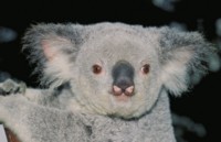 Koala Longsleeve T-shirt #247419