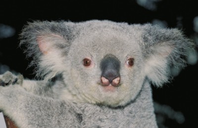 Koala wood print