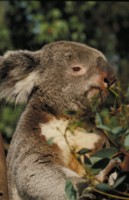 Koala hoodie #247418
