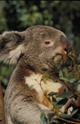 Koala metal framed poster