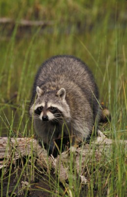 Raccoon mouse pad