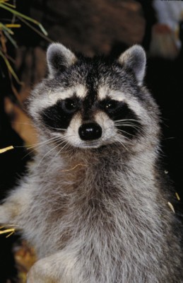 Raccoon poster with hanger