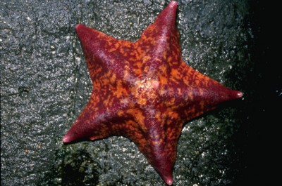StarFish wood print