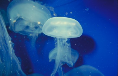 jellyfish metal framed poster
