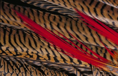 Pheasant poster with hanger