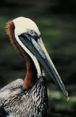 Pelican wooden framed poster